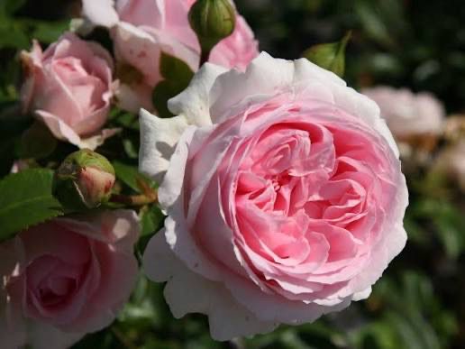 New! Rare Own Root Rose “Wellenspiel” Kordes Rose! One Gallon Potted. Ready In Spring 2027.