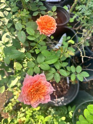 New! Rare Own Root Rose “Romantic Antike” Kordes Rose! One Gallon Potted. Ready In Spring 2027 New! Rare Own Root Rose “Romantic Antike” Kordes Rose! One Gallon Potted. Ready In Spring 2027