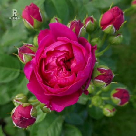 New! Own Root Rose “Ascot” Tantau. One Gallon Potted. Ready Spring 2027. New! Own Root Rose “Ascot” Tantau. One Gallon Potted. Ready Spring 2027.