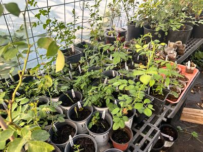 New! Own Root Rose “Ascot” Tantau. One Gallon Potted. Ready Spring 2027.