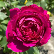 Own Root Rose (Rare!) “Scent Garden” Japanese Rose. One Gallon Potted. Ready Spring 2027. Fragrant! Own Root Rose (Rare!) “Scent Garden” Japanese Rose. One Gallon Potted. Ready Spring 2027. Fragrant!