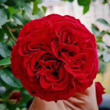 Own Root Rose (Rare) “Republic De Montmartre” Delbard Rose! One Gallon Rose. Ready In Spring 2026 Own Root Rose (Rare) “Republic De Montmartre” Delbard Rose! One Gallon Rose. Ready In Spring 2026