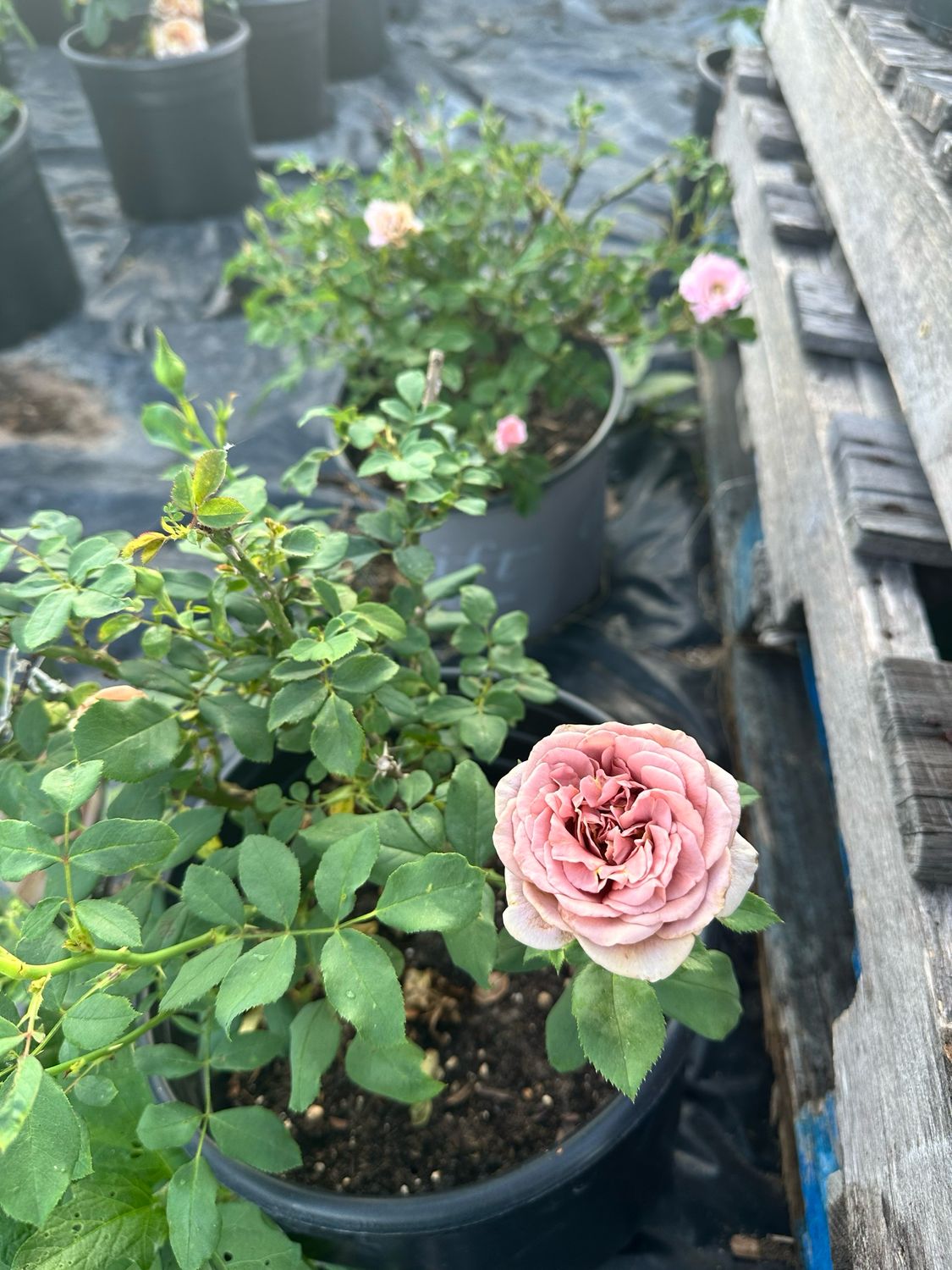 Own Root Rose (Rare) “The Pride” One Gallon Potted. Ready Spring 2027 Own Root Rose (Rare) “The Pride” One Gallon Potted. Ready Spring 2027