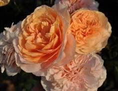 Own Root Rose (Rare) “Floral Fairytale” Kordes Rose! One Gallon Potted. Ready Spring 2027 Own Root Rose (Rare) “Floral Fairytale” Kordes Rose! One Gallon Potted. Ready Spring 2027
