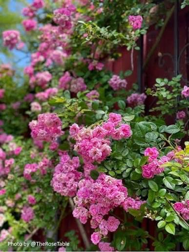 Own Root Rose “Peggy Martin” One Gallon Potted. Ready Spring 2027 Own Root Rose “Peggy Martin” One Gallon Potted. Ready Spring 2027
