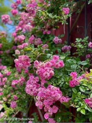 Own Root Rose “Peggy Martin” One Gallon Potted. Ready Spring 2027 Own Root Rose “Peggy Martin” One Gallon Potted. Ready Spring 2027