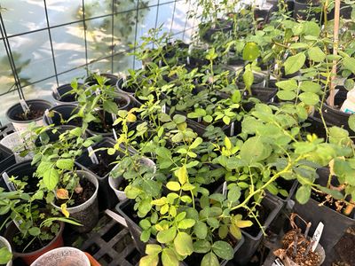 Own Root Rose “Peggy Martin” One Gallon Potted. Ready Spring 2027