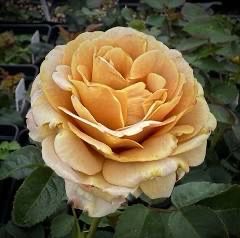 Own Root Rose “Honey Dijon” One Gallon Potted. Ready Spring 2027 Own Root Rose “Honey Dijon” One Gallon Potted. Ready Spring 2027