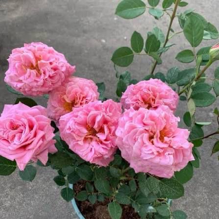 Own Root Rose (Rare) “Ashley” By Tantau! One Gallon Potted. Ready Spring 2026 Own Root Rose (Rare) “Ashley” By Tantau! One Gallon Potted. Ready Spring 2026