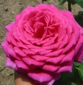 Own Root Rose “Stephen’s Big Purple” One Gallon Potted. Ready Spring 2026 Own Root Rose “Stephen’s Big Purple” One Gallon Potted. Ready Spring 2026