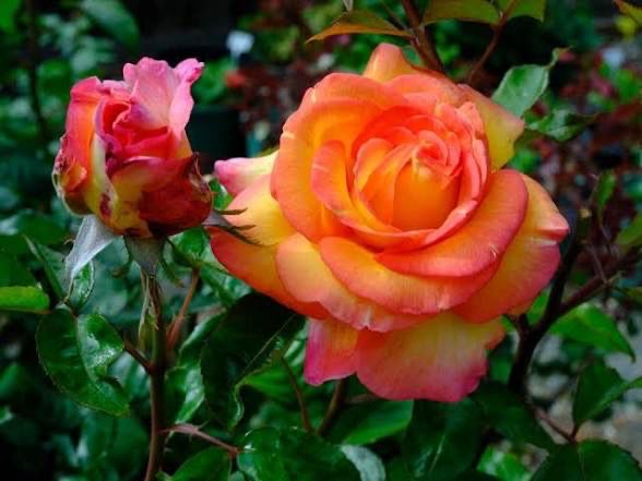 Own Root Rose (Rare) “Roberta Alagna” Fragrant! One Gallon Potted. Ready Spring 2027 Own Root Rose (Rare) “Roberta Alagna” Fragrant! One Gallon Potted. Ready Spring 2027