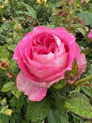 Own Root Rose “Coconut Ice” Kordes Rose! One Gallon Potted. Ready Spring 2027. Own Root Rose “Coconut Ice” Kordes Rose! One Gallon Potted. Ready Spring 2027.