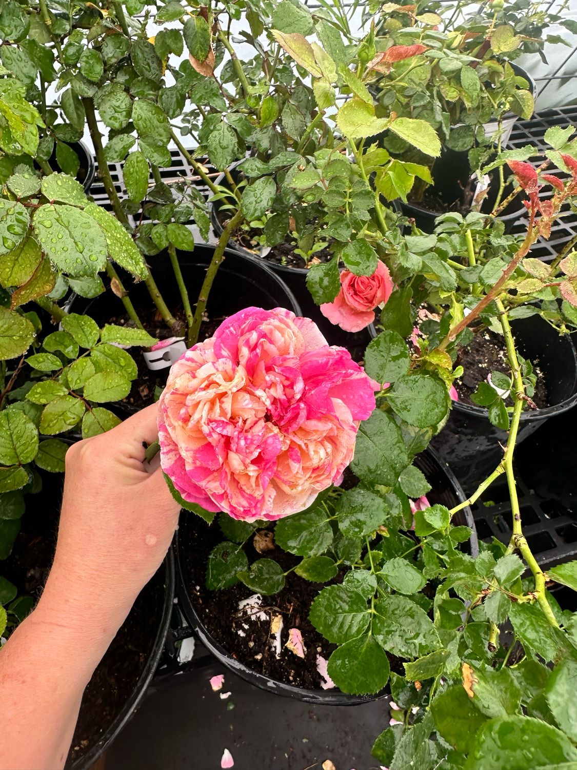 Own Root Rose (Rare) “Edouard Manet” Delbard Rose! One Gallon Potted. Ready Spring 2027. Own Root Rose (Rare) “Edouard Manet” Delbard Rose! One Gallon Potted. Ready Spring 2027.