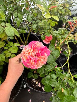 Own Root Rose (Rare) “Edouard Manet” Delbard Rose! One Gallon Potted. Ready Spring 2027. Own Root Rose (Rare) “Edouard Manet” Delbard Rose! One Gallon Potted. Ready Spring 2027.
