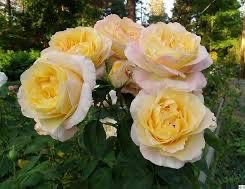 Own Root Rose (Rare) “Beryl Bach” Harkness Rose! One Gallon Potted. Ready Spring 2027. Own Root Rose (Rare) “Beryl Bach” Harkness Rose! One Gallon Potted. Ready Spring 2027.
