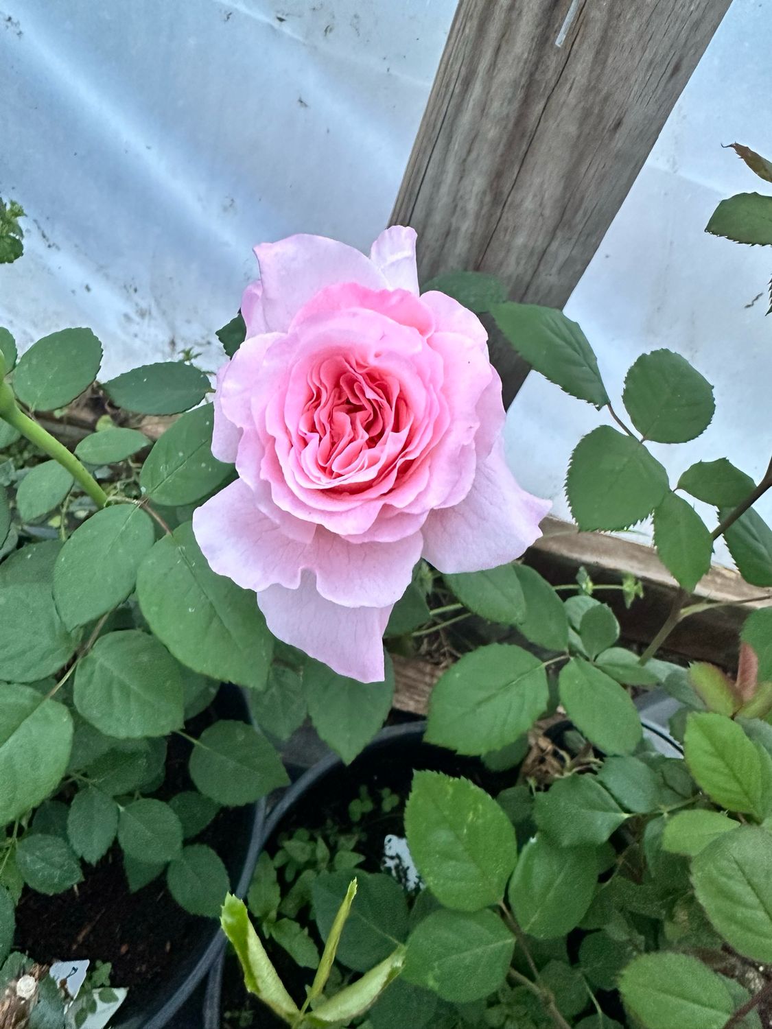 Own Root Rose (Rare) “Eisvogel” Tantau Rose! One Gallon Potted. Ready Spring 2027. Own Root Rose (Rare) “Eisvogel” Tantau Rose! One Gallon Potted. Ready Spring 2027.