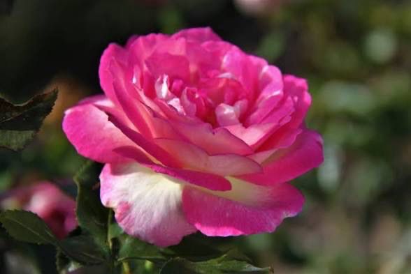 Own Root Rose (Rare) “Sweet Delight” One Gallon Potted. Ready Spring 2027 Own Root Rose (Rare) “Sweet Delight” One Gallon Potted. Ready Spring 2027