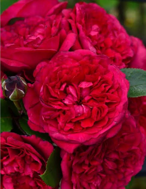 Own Root Rose (Rare) “Clos Vougeot” Delbard Rose! Fragrant! One Gallon Potted. Ready Spring 2027. Own Root Rose (Rare) “Clos Vougeot” Delbard Rose! Fragrant! One Gallon Potted. Ready Spring 2027.