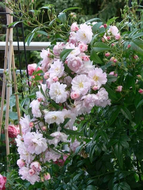 Own Root Rose (Rare) “Sweet Siluetta” Climbing Rose. Kordes Rose! One Gallon Potted. Ready Spring 2027 Own Root Rose (Rare) “Sweet Siluetta” Climbing Rose. Kordes Rose! One Gallon Potted. Ready Spring 2027