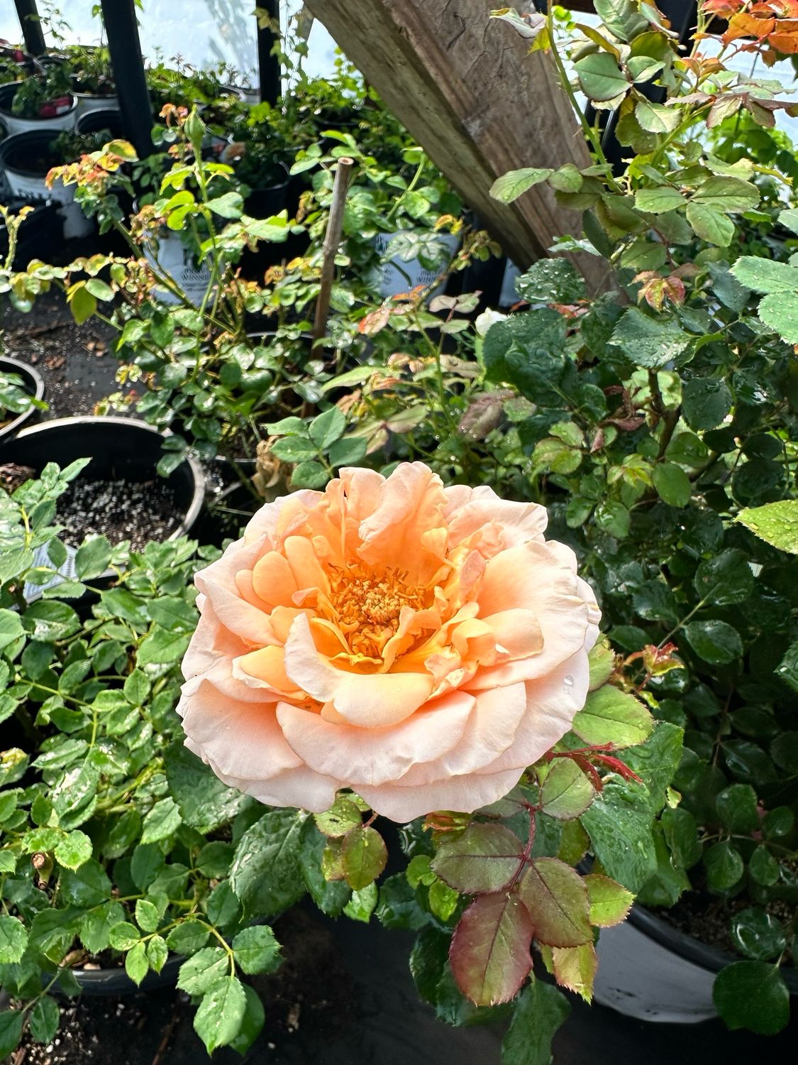 Own Root Rose “Singing In The Rain” One Gallon Potted Rose. Ready Spring 2027. Own Root Rose “Singing In The Rain” One Gallon Potted Rose. Ready Spring 2027.