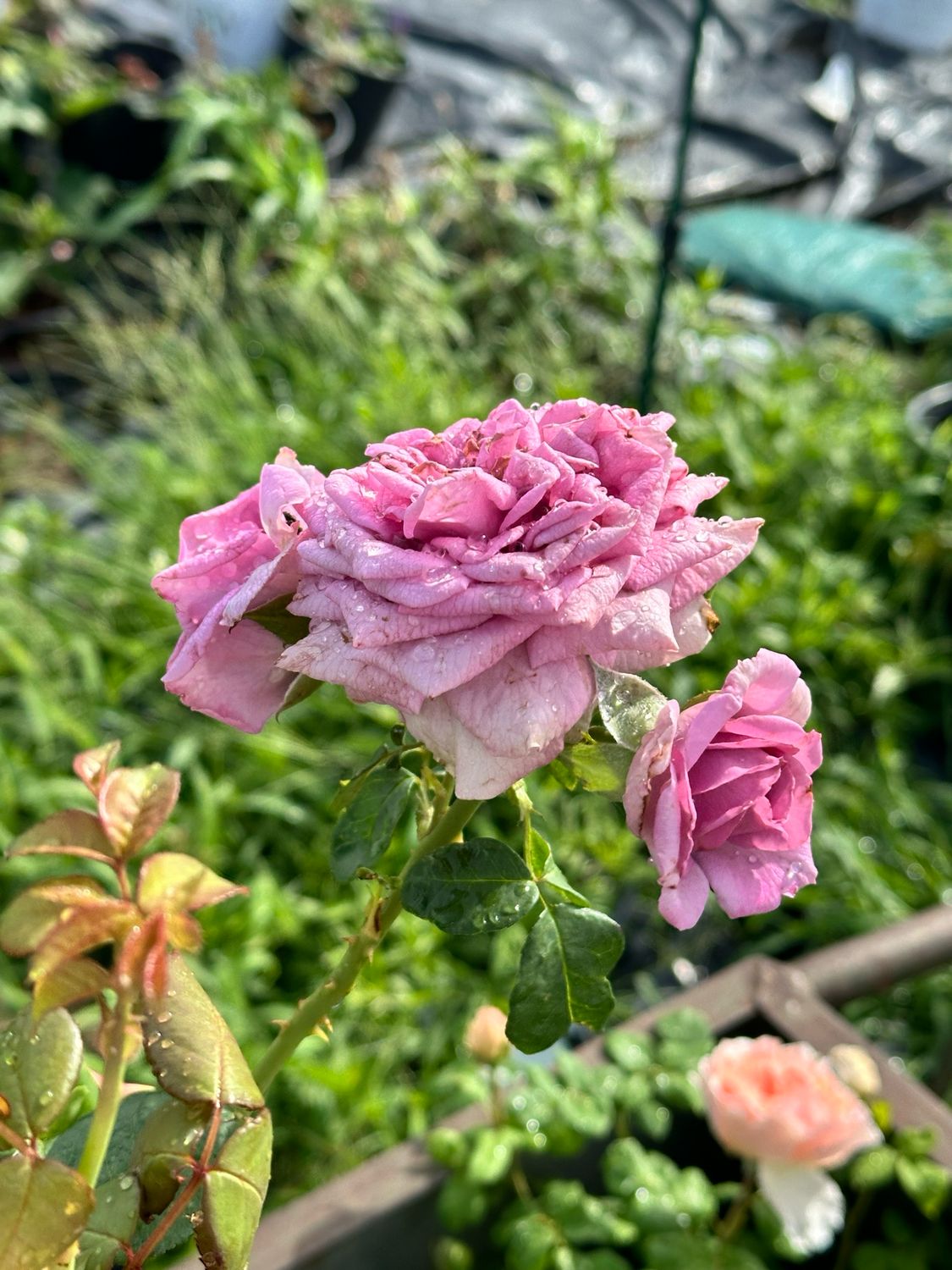Own Root Rose “Quicksilver” Climbing Rose Or “Sheila’s Perfume”…the Tags Got Mixed Up. One Gallon Potted. Ready Spring 2027. Own Root Rose “Quicksilver” Climbing Rose Or “Sheila’s Perfume”…the Tags Got Mixed Up. One Gallon Potted. Ready Spring 2027.