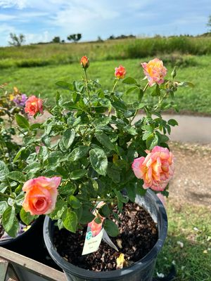Own Root Rose “Quicksilver” Climbing Rose Or “Sheila’s Perfume”…the Tags Got Mixed Up. One Gallon Potted. Ready Spring 2027.