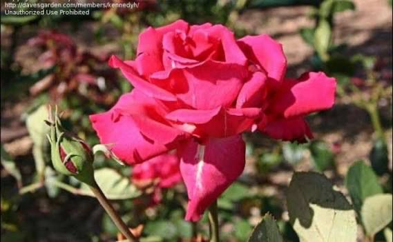 Own Root Rose (Rare) “Ida Elizabeth” One Gallon Potted. Ready Spring 2027. Own Root Rose (Rare) “Ida Elizabeth” One Gallon Potted. Ready Spring 2027.
