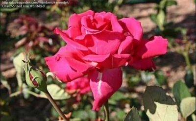 Own Root Rose (Rare) “Ida Elizabeth” One Gallon Potted. Ready Spring 2027. Own Root Rose (Rare) “Ida Elizabeth” One Gallon Potted. Ready Spring 2027.