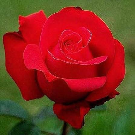 Own Root Rose “Alec’s Red” One Gallon Potted. Ready Spring 2027. Own Root Rose “Alec’s Red” One Gallon Potted. Ready Spring 2027.