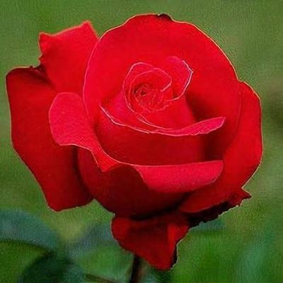 Own Root Rose “Alec’s Red” One Gallon Potted. Ready Spring 2027. Own Root Rose “Alec’s Red” One Gallon Potted. Ready Spring 2027.
