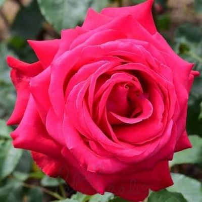 Own Root Rose “Alec’s Red” One Gallon Potted. Ready Spring 2027.