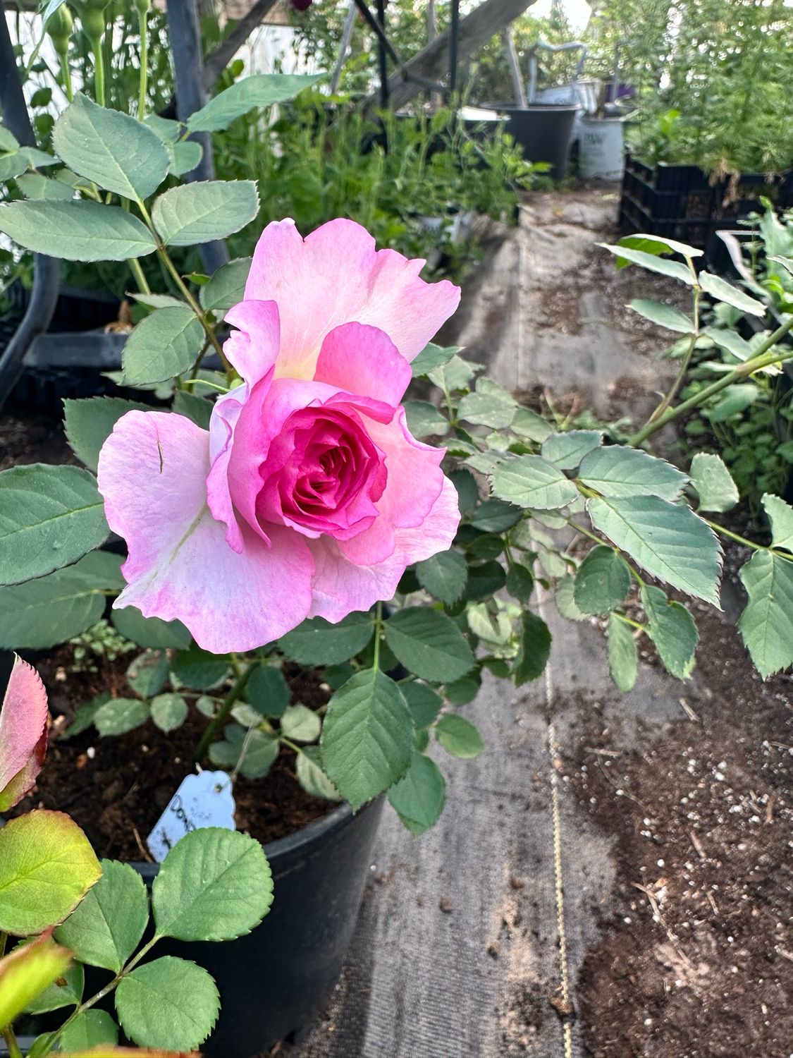 Own Root Rose (Rare) “Thierry Marx” Delbard Rose! One Gallon Potted. Ready Spring 2027.