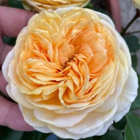 Own Root Rose (Rare) “Golden Chippendale” Tantau Rose! Own Root Rose (Rare) “Golden Chippendale” Tantau Rose!