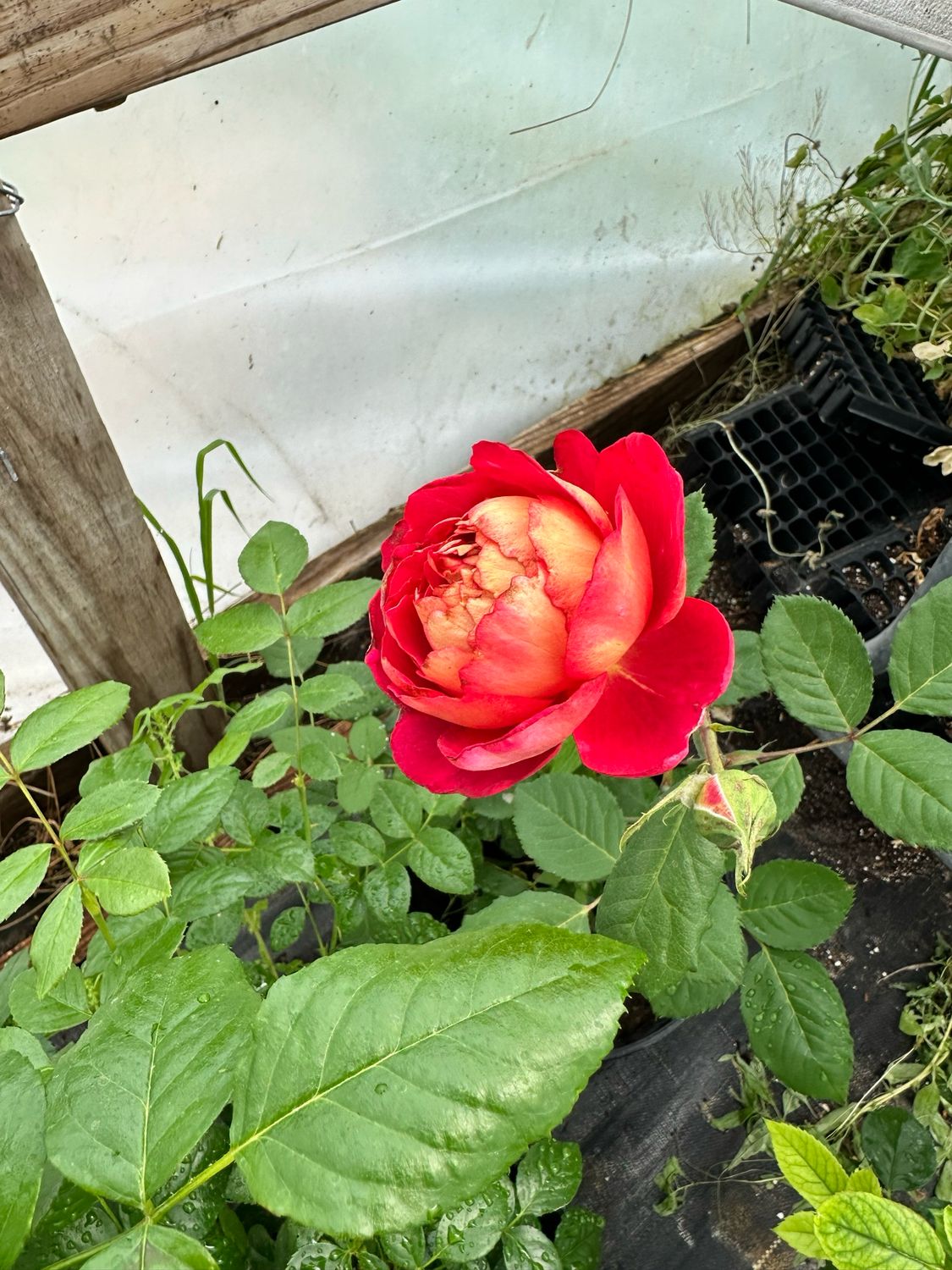 Own Root Rose (Rare) “Dominique Massad” Delbard Rose! One Gallon Potted. Ready Spring 2027. Own Root Rose (Rare) “Dominique Massad” Delbard Rose! One Gallon Potted. Ready Spring 2027.