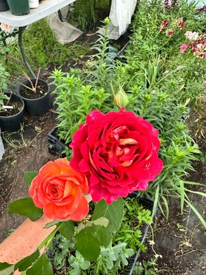Own Root Rose (Rare) “Dominique Massad” Delbard Rose! One Gallon Potted. Ready Spring 2027.