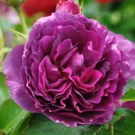 Own Root Rose (Rare) “Minerva” One Gallon Potted. Ready Spring 2027. Own Root Rose (Rare) “Minerva” One Gallon Potted. Ready Spring 2027.
