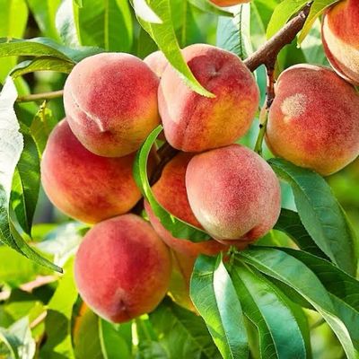 Potted Peach Tree 5 Gallon “Contender”