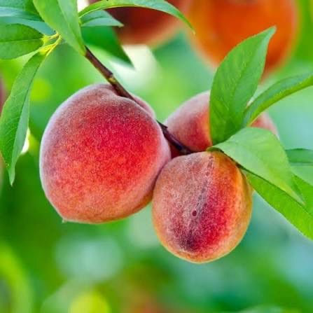 Potted Peach Tree “Elberta” 5 Gallon