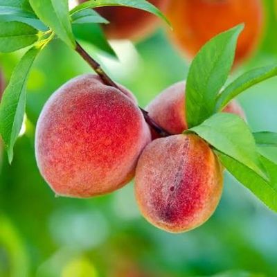 Potted Peach Tree 5 Gallon “Elberta”