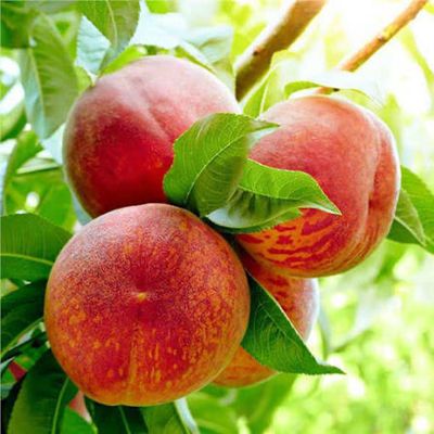 Potted Peach Tree 3 Gallon “Harvester”