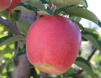 Potted Apple Tree “Ambrosia” 5 Gallon