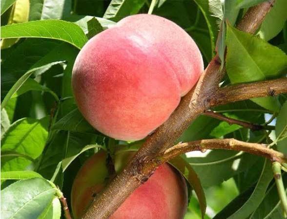 Potted Peach Tree “White Lady” 5 Gallon Potted Peach Tree “White Lady” 5 Gallon