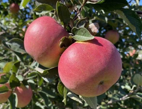 Potted Apple Tree “Winesap” 5 Gallon Potted Apple Tree “Winesap” 5 Gallon