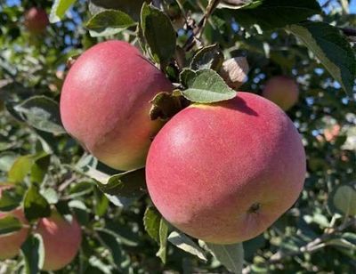 Potted Apple Tree “Winesap” 5 Gallon