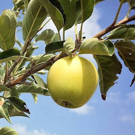 Potted Apple Tree “Dorsett Golden” 5 Gallon
