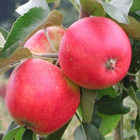 Potted Apple Tree “Pink Lady” 3 Gallon Potted Apple Tree “Pink Lady” 3 Gallon