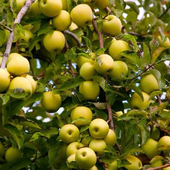 Potted Apple Tree “Golden Delicious” 5 Gallon