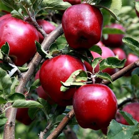Potted Apple Tree “Red Delicious” 5 Gallon Potted Apple Tree “Red Delicious” 5 Gallon