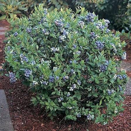 Blueberry “Patriot” 3 Gallon Potted Blueberry “Patriot” 3 Gallon Potted