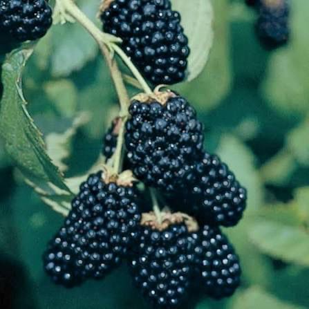 BlackBerry Thornless “Ouchita” 2.5 Gallon BlackBerry Thornless “Ouchita” 2.5 Gallon
